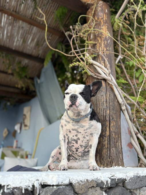 A black and white spotted French Bulldog with one closed, scarred eye sits regally on a concrete ledge outdoors, leaning against a wooden post beside a rustic blue building.