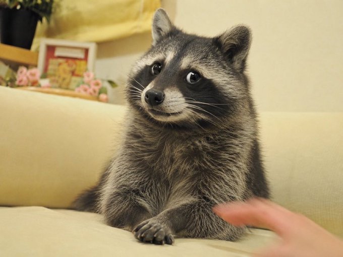 A raccoon named Jimothy sits on a couch like a loyal pup, tilting his head curiously as a hand reaches out to pet him—earning the requested respect for his doge-worthy charm.