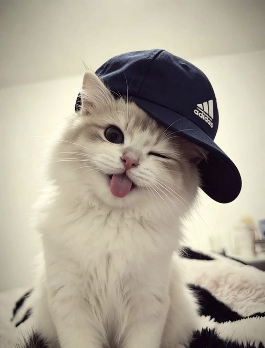 A close-up photo of a fluffy white cat wearing a navy blue Adidas baseball cap, sticking its pink tongue out and winking one eye while sitting on a black and white blanket.