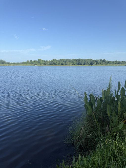 A serene lake stretches toward a distant tree-lined shore under a clear blue sky, with tall green grasses and broad-leafed plants in the foreground. The peaceful, sunlit waterside setting complements the reflective mood of missing someone, evoking quiet contemplation and longing.