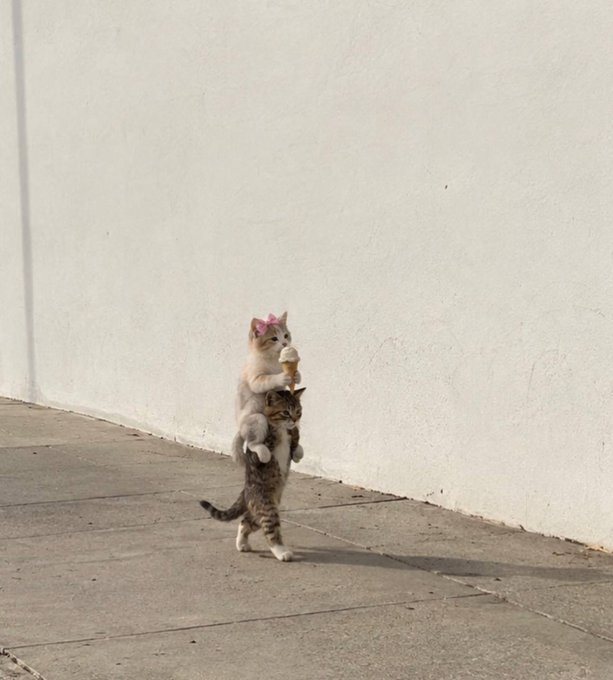 A small white and tan cat wearing a tiny pink bow stands on its hind legs while holding an ice cream cone, appearing to ride on a tabby cat standing in front of it.