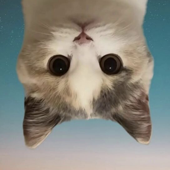 The image features a cat with its head hanging off the edge of a window or door frame, looking up at the camera with wide eyes as if posing for a photo. The background appears to be a blue sky with stars, creating an interesting contrast between the natural and artificial elements in the scene. The caption below the image reads: "There are people working so hard for $USDC and they deserve it to be a huge success, i've round tripped it all, down alot but the community reminds me of 2021 Call me upside down, thats fine @UpSideD0wnCat".