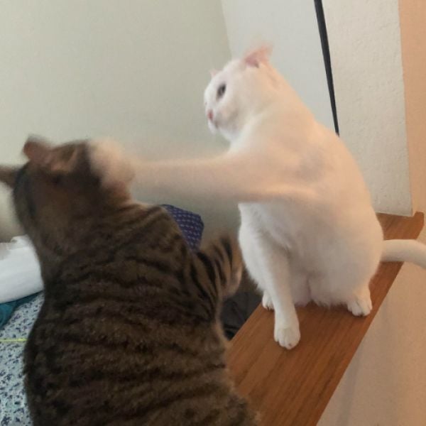 A white cat rears up on its hind legs and throws a powerful paw slap at the face of a tabby cat, which is shown with motion blur from the impact. The image humorously illustrates the "POW" sound effect, fitting the $POW ticker as a visual pun on a literal cat fight.