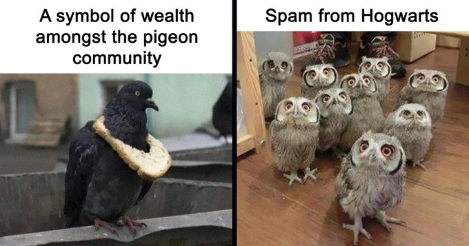 A meme with two panels: the left shows a pigeon wearing a bread necklace captioned 'A symbol of wealth amongst the pigeon community', and the right shows a large group of owls captioned 'Spam from Hogwarts'.