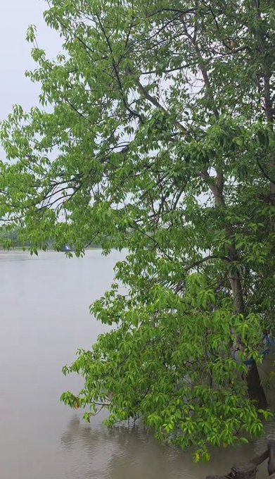 A serene lakeside view features lush green tree branches hanging over calm water, evoking a peaceful morning atmosphere that mirrors the post's uplifting message of new possibilities and positive beginnings.