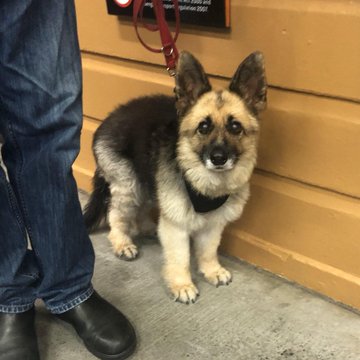 An adorable German Shepherd puppy sits attentively on a tiled floor next to its owner's legs, held by a red leash. The text "Ejem59vkfAZaMBUTpyZnuP6dUfYHoHgwzb2SeApump" appears to be a promotional or viral post related to the dog's image.