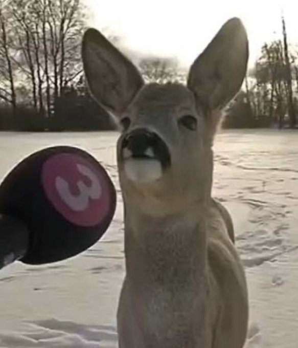A photograph of a deer in a snowy landscape, looking directly at the camera with a black object bearing a white 'w' logo in the foreground.