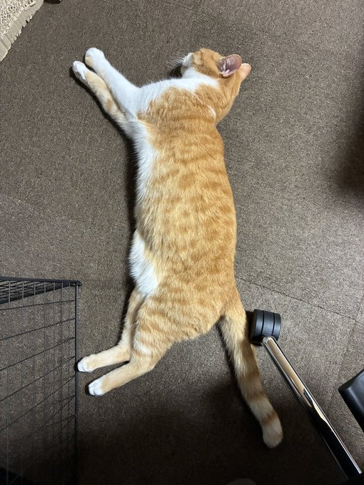 An orange and white cat lying on its back stretched out on a brown carpeted floor next to a wire crate.