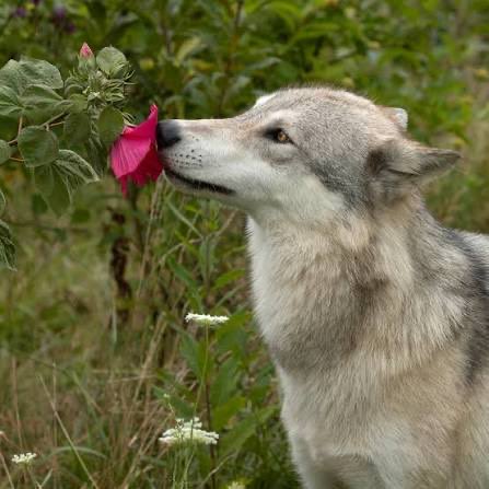 A wolf sniffs a pink flower in a natural grassy setting.