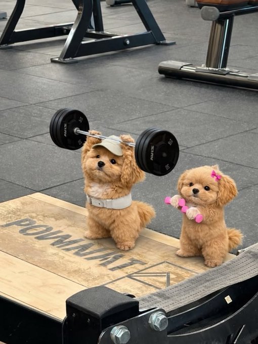 Two small brown dogs pose on a gym mat; one wears a visor while lifting a barbell overhead, and the other holds pink dumbbells with a pink bow in its fur.
