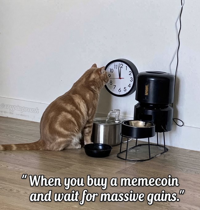 An orange tabby cat sitting on a wooden floor intently stares at a wall clock showing 12:00, next to a pet feeder, with the caption 'When you buy a memecoin and wait for massive gains.'
