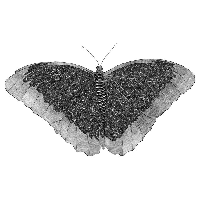 The image features a black and white illustration of an elegant butterfly with its wings spread wide, showcasing intricate details and patterns. The butterfly appears to be in flight or captured mid-flight, giving the impression that it's soaring gracefully through the air. The image is accompanied by a caption that reads "Elegant butterfly (1/1) This time, I was determined to take flight gracefully."