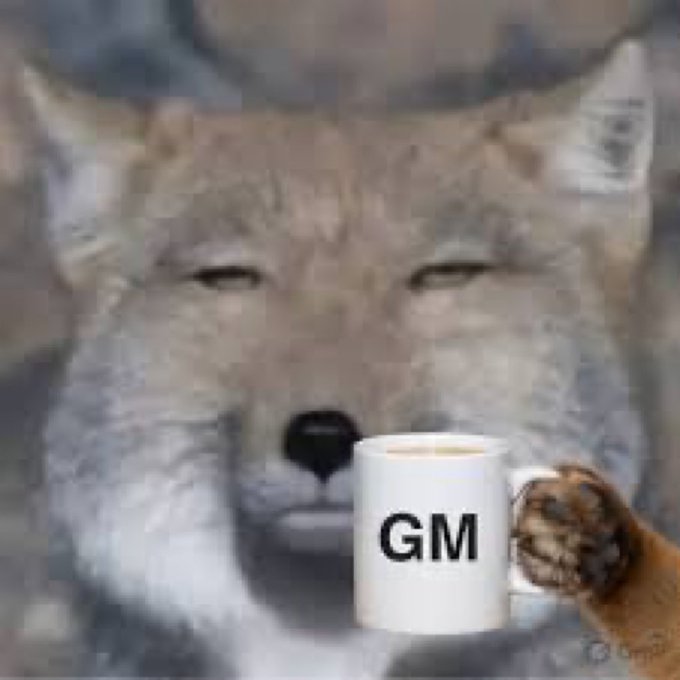 A close-up photo of a coyote or fox holding a white mug labeled 'GM' (Good Morning) in its paw.