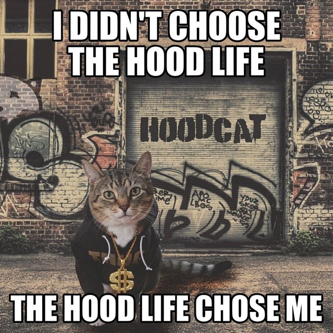 A meme image shows a tabby cat wearing a black shirt and a large gold dollar sign necklace, sitting in front of a graffiti-covered garage door with 'HOODCAT' spray-painted on it. The text reads: 'I DIDN'T CHOOSE THE HOOD LIFE / THE HOOD LIFE CHOSE ME'.