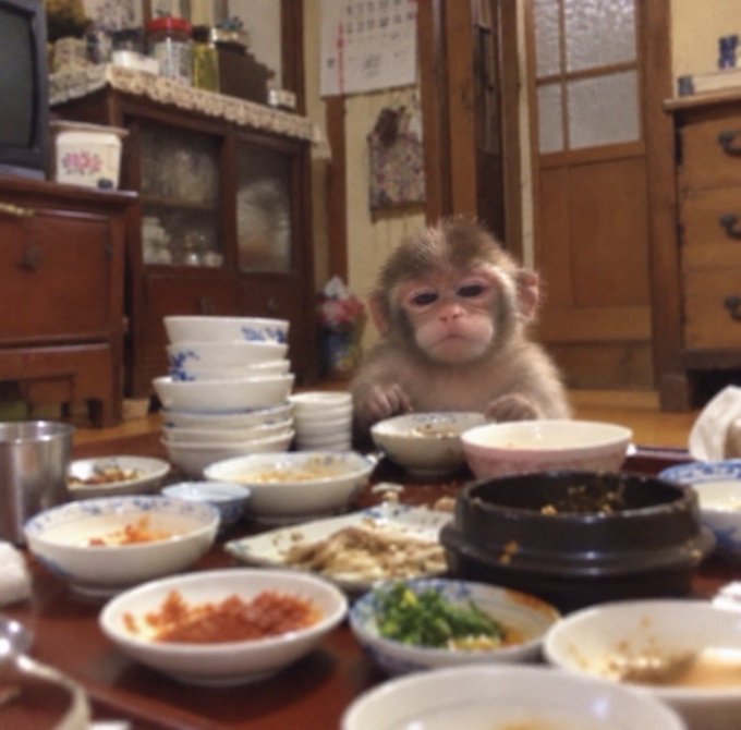 A baby monkey sits at a table surrounded by numerous bowls and dishes of food in what appears to be a home dining setting.