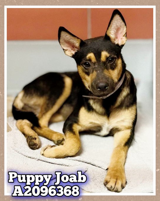 A black and tan puppy lies on a blanket with a caption reading 'Puppy Joab A2096368', resembling a shelter adoption photo.