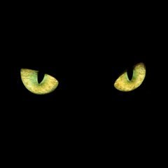 The image features two cat eyes staring directly at the viewer against a black background. The eyes are glowing yellow, which adds a unique and eye-catching element to the scene. The text accompanying the image reads "Good night, legends. As the day comes to an end, may your wallets stay safe, your conviction stay strong, and your efforts continue compounding into meaningful opportunities." This message is related to the eyes because it uses the glowing yellow cat eyes as a visual representation of the idea that good things come to those who wait patiently for their time.