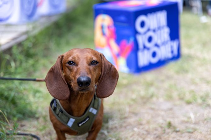 iced tea can be seen behind a blue box with "OWN YOUR MONEY" written on it, accompanied by a brown dachshund wearing a green harness and leash.