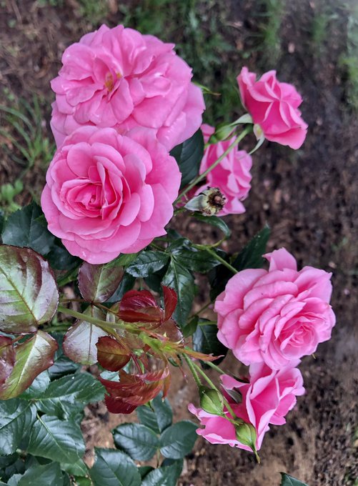 A cluster of vibrant pink roses with green and reddish leaves blooming on a bush.