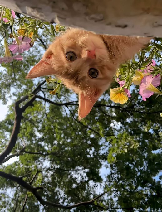 An upside-down orange tabby kitten peeks down at the camera from above, surrounded by pink and yellow flowers with green trees visible in the background.