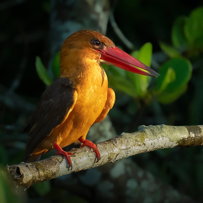 A vibrant close-up photograph of a brown and orange bird with a bright red beak perched on a branch, surrounded by dark green foliage.