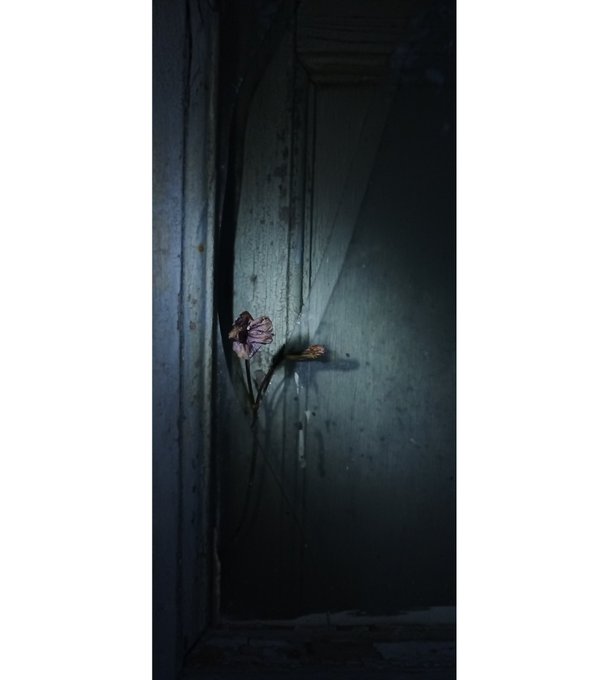 The image features a close-up view of an old door, with two purple flowers growing out from behind it. The door appears to be made of metal or wood, giving it an antique look. The flowers are positioned at different angles on either side of the door, adding depth and interest to the scene. The lighting in the image is quite dark, which enhances the contrast between the flowers and the door, making them stand out even more.