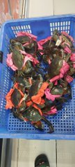 A blue plastic crate filled with live crabs tied with pink bands sits at what appears to be a seafood market. The image of crabs—which can symbolize a "crab market" or sideways/downward market movement—visually represents the post's message about Bitcoin dropping in price following Trump's escalation of geopolitical tensions with Iran.