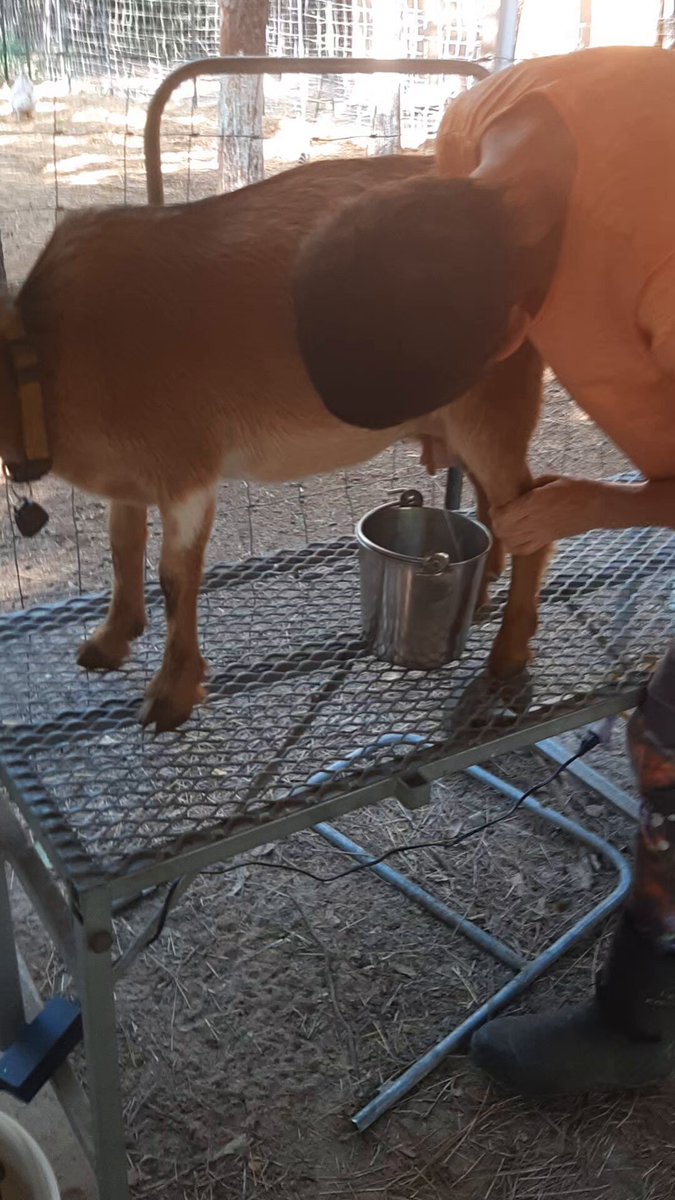 The image features a man milking a goat from behind a metal table with a bucket attached to its side. The goat appears to be relaxed as the man milks it. The background of the image shows a wooden fence, suggesting that this scene takes place in an outdoor setting or on a farm.
