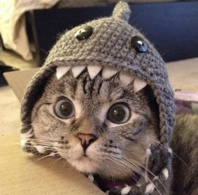 A close-up of a tabby cat with wide, expressive eyes wearing a gray crocheted shark hat complete with white felt teeth and a small fin on top.