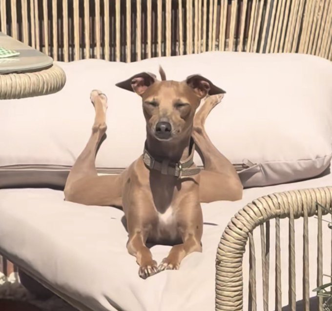 A small brown dog wearing a collar lounging on an outdoor cushioned sofa, striking a relaxed pose with its arms spread out to the sides.