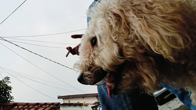 The image features a close-up of a person's face, with their head tilted back as they look at something off camera. The dog appears to be looking up towards its owner or another person, possibly indicating curiosity or interest in the subject. The background includes power lines and buildings, suggesting an urban setting. The caption "MET sore ..... Kata Nero" is likely a reference to the popular Japanese anime series "Kata Nero".