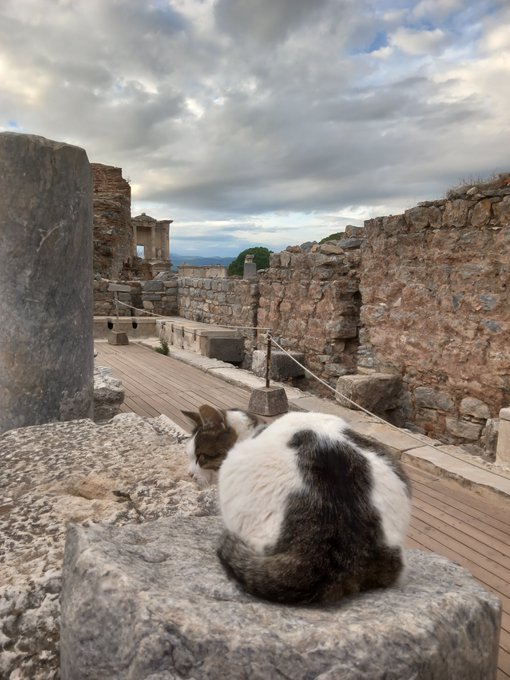 A black and white cat sits on a stone block overlooking an ancient stone ruin with wooden walkways, likely the Acropolis, under a cloudy sky.