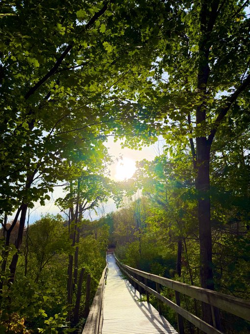 A wooden boardwalk winds through a lush green forest, with sunlight bursting through the leafy canopy overhead.