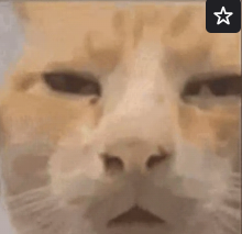 Close-up image of an orange and white cat's face looking directly at the camera.