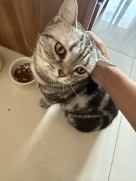 A tabby cat with green eyes sits on a white floor next to a bowl of food while a hand reaches toward it. The image of the calm, grounded cat contrasts with the post's anxious confession about feeling overwhelmed by holiday market gains in $pumpbtc and ethereum tokens.