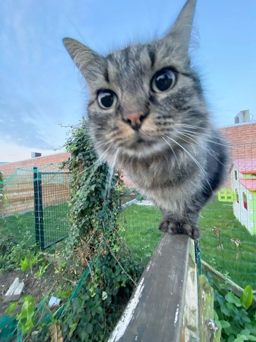 A close-up shot of a tabby cat perched on a wooden fence post, looking directly at the camera with a garden and houses in the background.