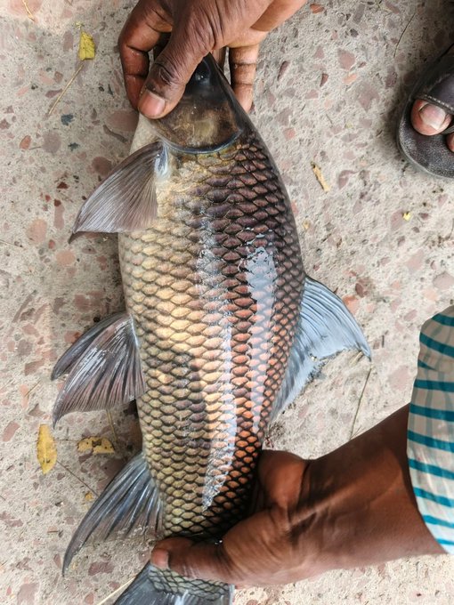 A person holds a large, freshly caught scaled fish on a concrete surface, with the fish's silver and bronze scales clearly visible.
