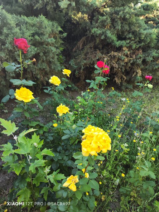 The image features a garden with several roses, including red, yellow, and pink ones, growing among other plants such as daisies and green bushes. The roses are arranged in various positions throughout the scene, creating an overall sense of depth and natural beauty. The photo is tagged with the post "Xiao2t pro @ Sacra7r", which suggests that it might be a part of a social media account or blog dedicated to gardening and floral arrangements.

The image also contains text elements such as "Xiao2t pro @ Sacra7r" and "Xiao2t pro @ Sacra7r". These texts are likely used for tagging the photo in the social media platform, where users can add relevant information about the post or their own content to help categorize and find related posts.