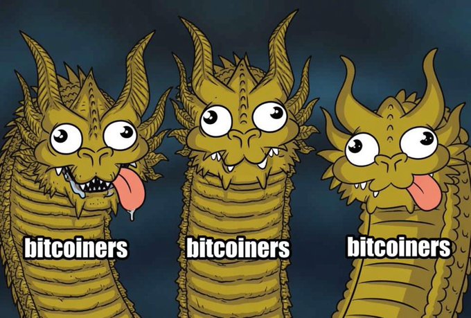 A meme featuring three identical yellow dragon-like creatures with big eyes and tongues sticking out, each labeled 'bitcoiners' against a dark background.