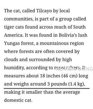 A text excerpt describes the "cat, called Tilcayo by local communities," a tiger cat species discovered in Bolivia's Yungas forest, measuring 18 inches (46 cm) long and weighing 3 pounds (1.4 kg), making it smaller than an average domestic cat. The accompanying post references a new tiger cat species discovered after 100 years, with a crypto contract address "0x4636b82d9ca1d17136093794651890f02aa57777," directly tying the factual information about this rare feline to a viral social media post.