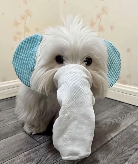 A small fluffy white dog wears oversized blue mesh ear covers and has a long white sock or cloth draped over its muzzle while sitting on a wooden floor.