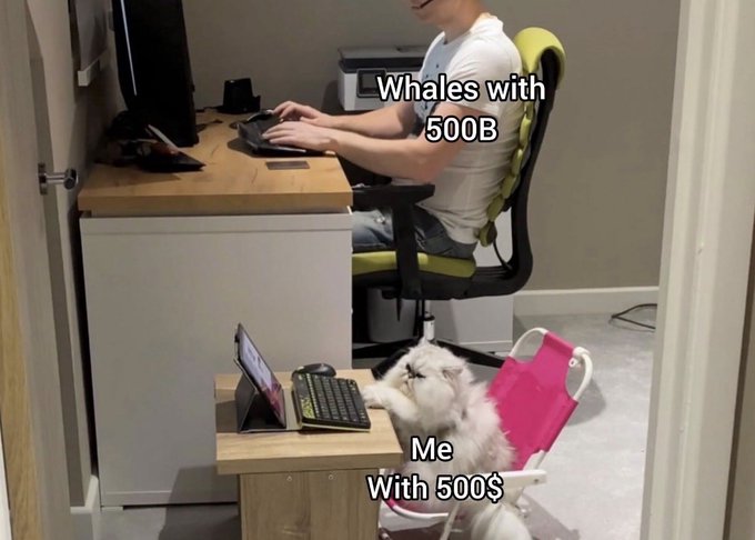 A humorous meme comparing crypto market participants: a person at a computer labeled 'Whales with 500B' versus a fluffy white cat using a small laptop at a tiny desk labeled 'Me With 500$'.