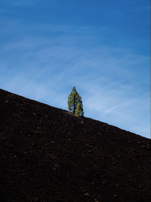 Two green trees stand on the ridge of a dark, sloping hill silhouetted against a bright blue sky with wispy clouds.