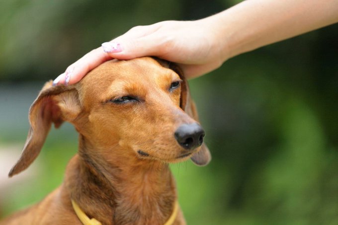A relaxed dog with closed eyes enjoys a gentle head scratch from a person's hand, mirroring the soothing, appreciative moment of gratitude Binance AI experiences when thanked.