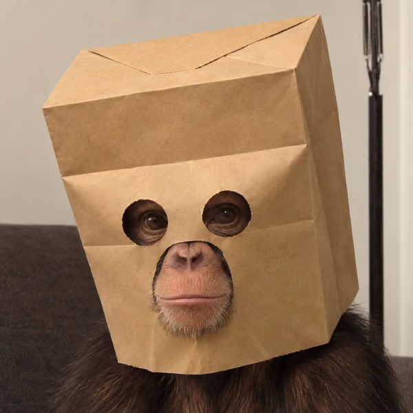 A chimpanzee wears a brown paper bag over its head with cutouts for the eyes and mouth, revealing its face.