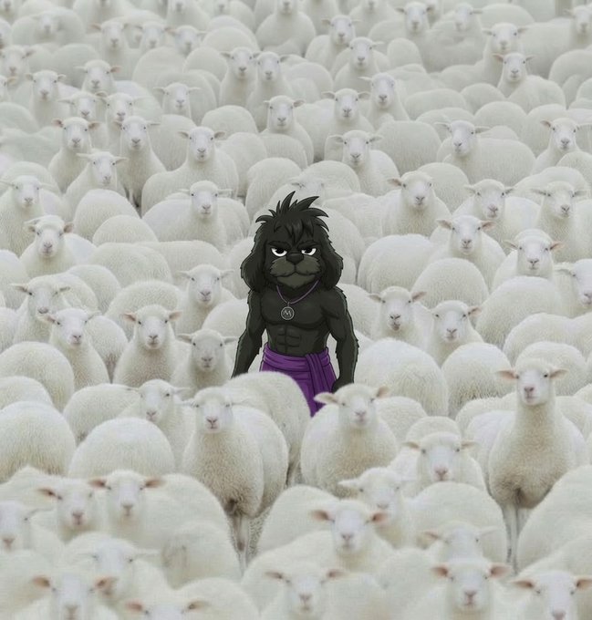 A muscular black wolf character with a purple sash and pendant stands out boldly among a sea of identical white sheep, perfectly embodying the message "be different, be the alpha." The striking visual contrast reinforces the "gmyro" brand's call to break from the herd mentality.