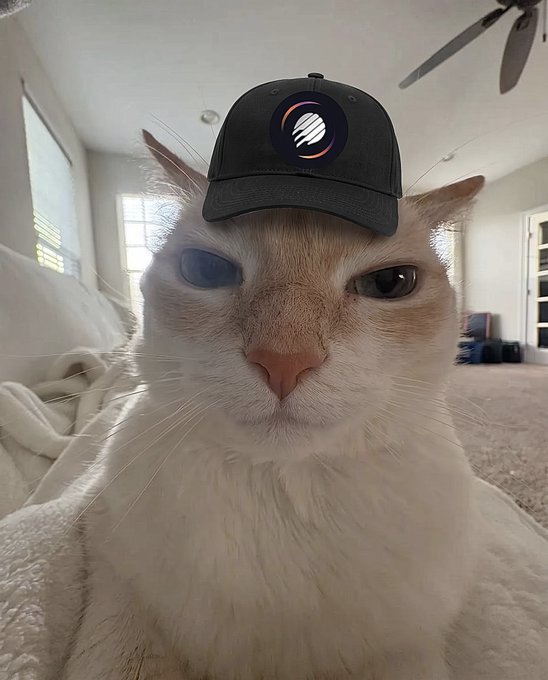 A cream-colored cat wears a black baseball cap with a stylized "G" logo, making it the "new intern" sending a GMET (good morning, GM fans) greeting with a sleepy, half-closed eye.