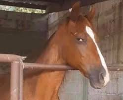 A chestnut horse with a white blaze on its face stands in a stable, its head turned to the side. The image is paired with a post referencing an Ethereum address, suggesting the horse may be a playful symbol or mascot tied to the wallet or project mentioned.