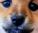 The image features a close-up view of a dog's face, with its nose prominently displayed. The dog has brown fur and blue eyes, giving it a unique appearance. The background appears to be blurred, but there are some words that read "Remember back in 2026 when everyone knew $DOG was the Bitcoin meme? It was essentially the Bitcoin mascot, and we had a bull market just around the corner." This text is related to the image as it seems to be discussing the dog's appearance or the context of the photo.