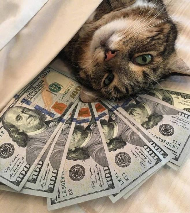 A tabby cat rests its head next to a fan of $100 US bills spread out on a tiled floor.